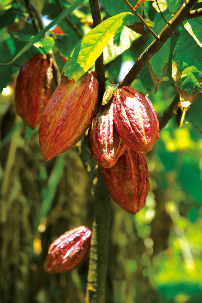 阿信巧克力農場-可可果