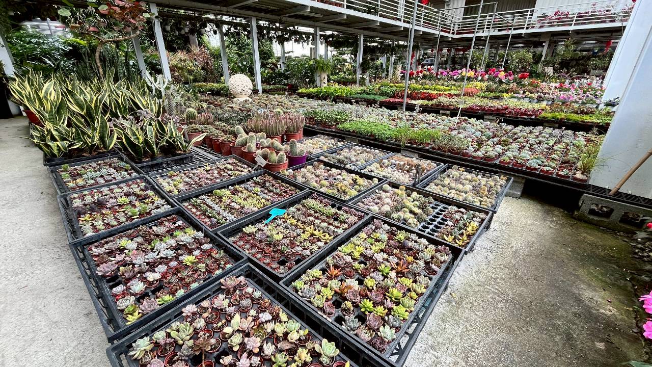 御鎂園藝花卉-多肉植物園區