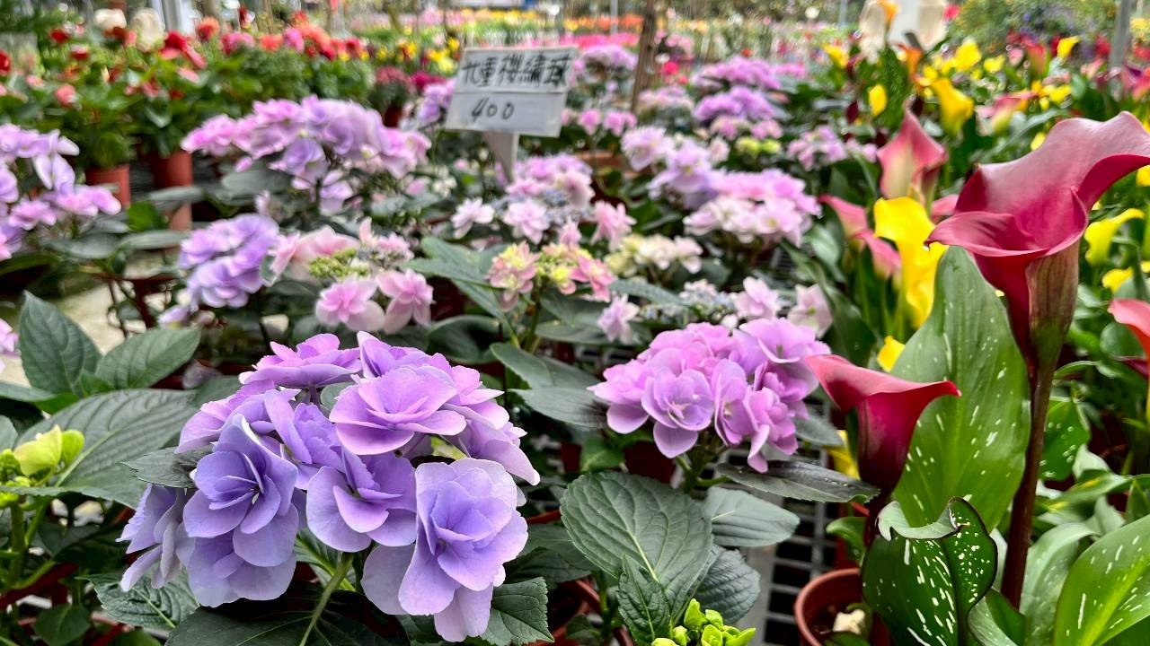 御鎂園藝-四季花草