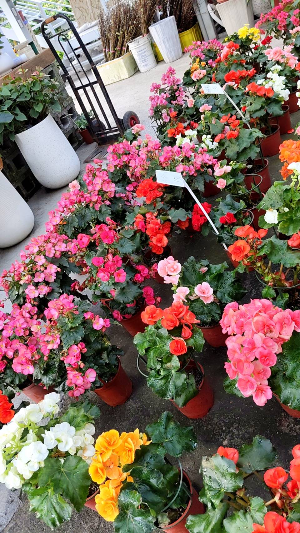 各式四季花草、樹苗、果苗