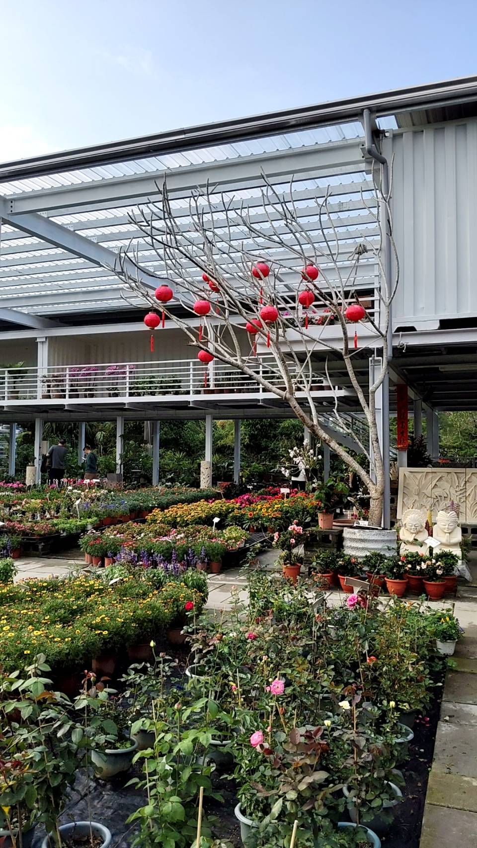 各式果苗、樹苗、水果苗