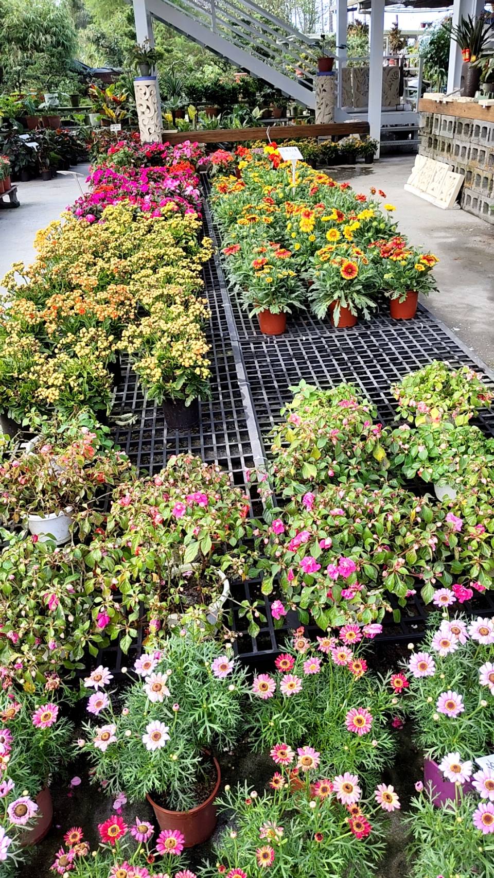 各式花草、盆花