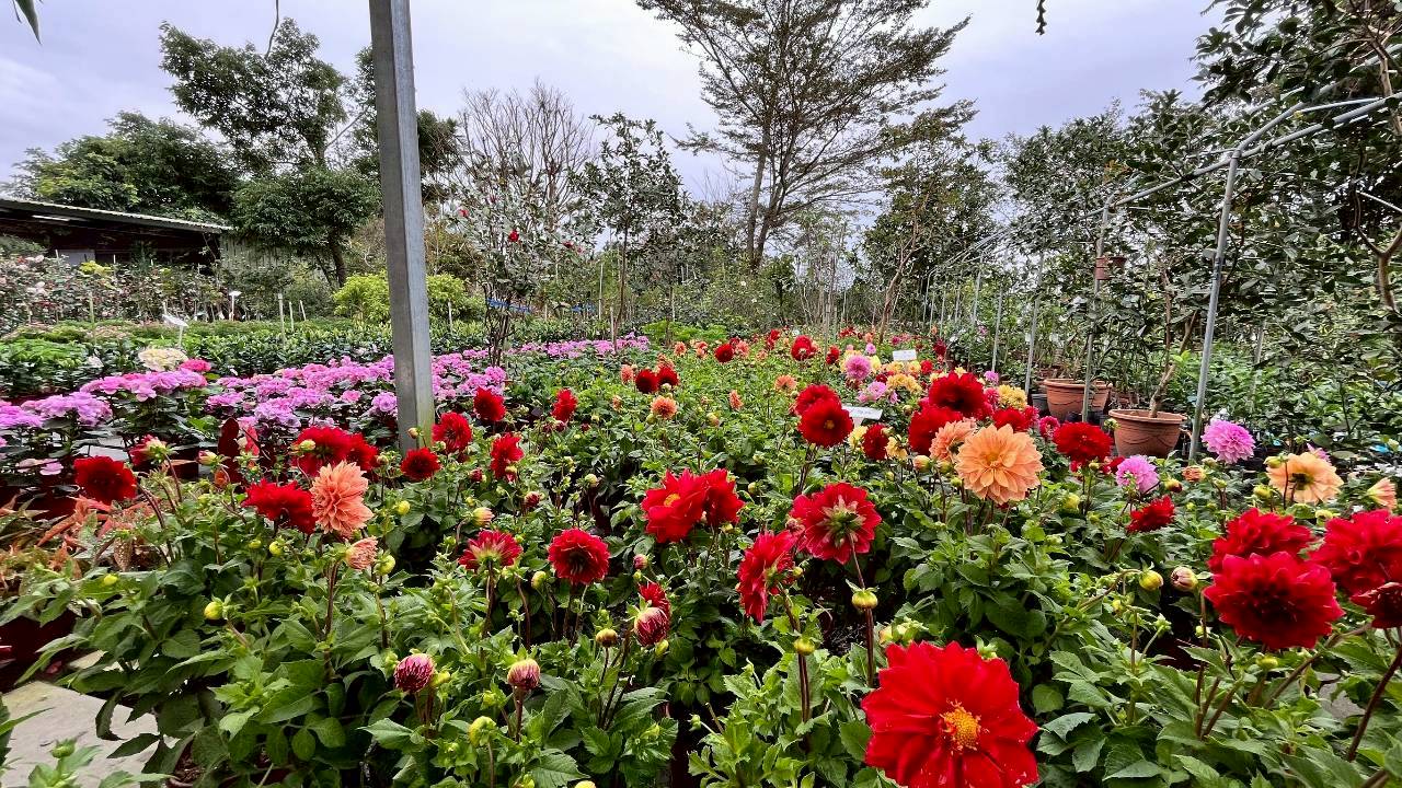 御鎂花卉園區-各式花卉
