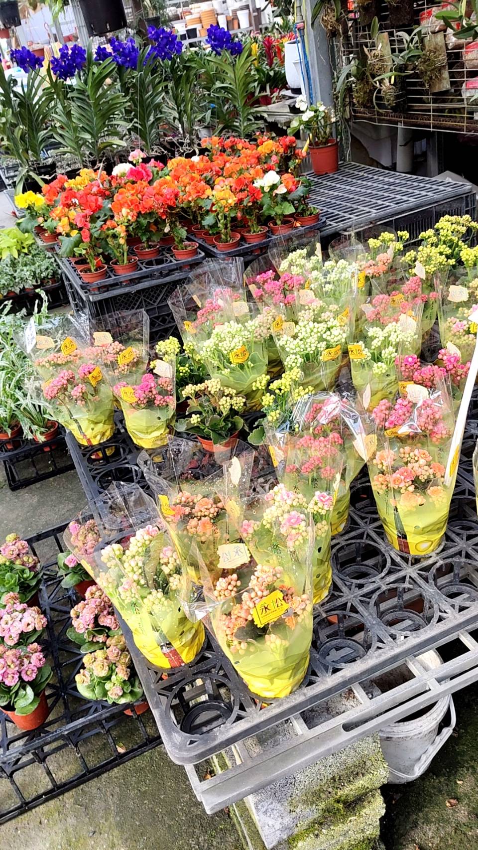 各式盆花、花草