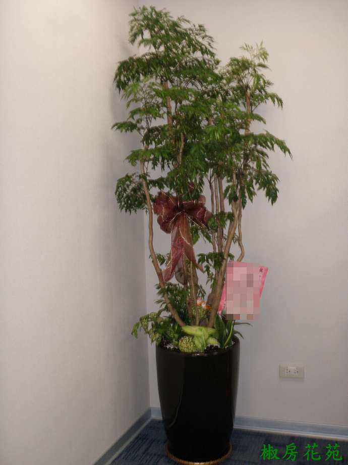 盆栽富貴樹505