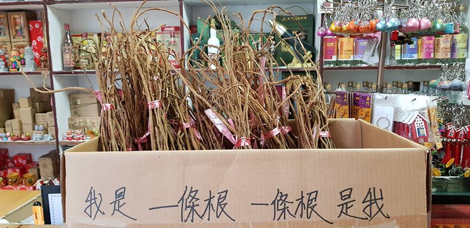 一條根-江南金酒