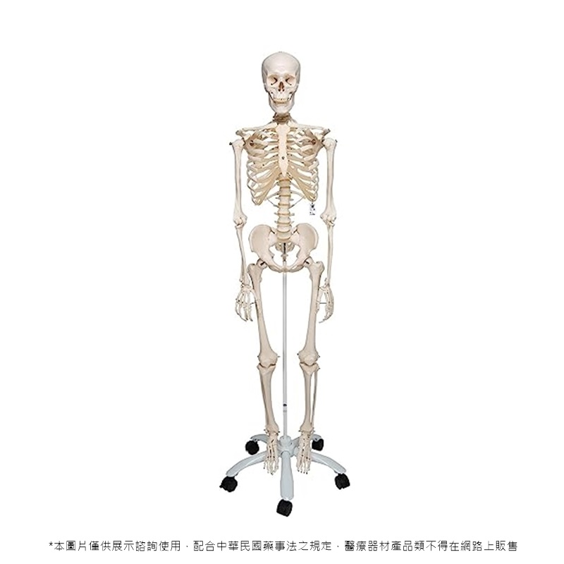 人體骨骼模型