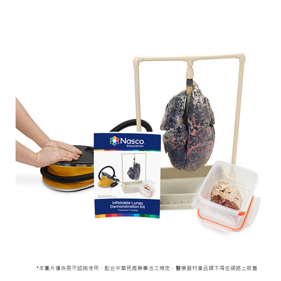 仿真吸菸者的肺臟充氣示範模型