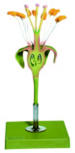 子房縱切模型(SOMSO)