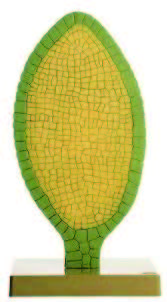 苔蘚藏精器模型(SOMSO)