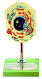 動物細胞模型(SOMSO)