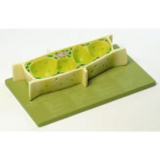 植物細胞模型(SOMSO)