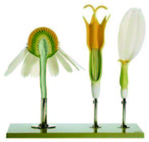 菊科花模型(SOMSO)