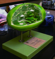 葉綠體模型(SOMSO)