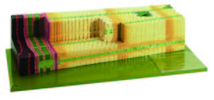 裸子植物莖模型(SOMSO)