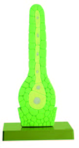 苔蘚藏卵器模型(SOMSO)