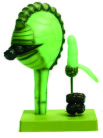 蕨孢子發育模型(SOMSO)