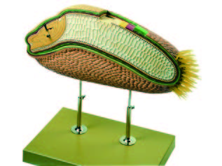 麥粒縱切模型(SOMSO)