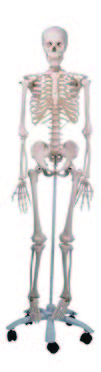 人體骨骼模型(A10)