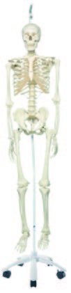 人體骨骼模型(A10-1)