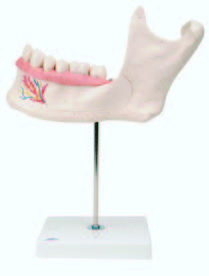 下齒顎模型(3B)