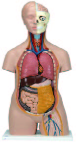 人體解剖模型(3B)