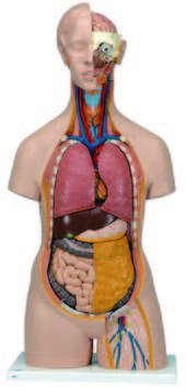 人體解剖模型(3B)