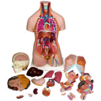 人體解剖模型(3B)