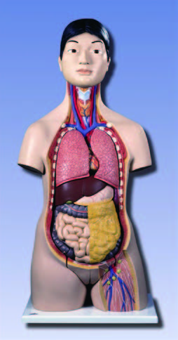 人體解剖模型(3B)-B32
