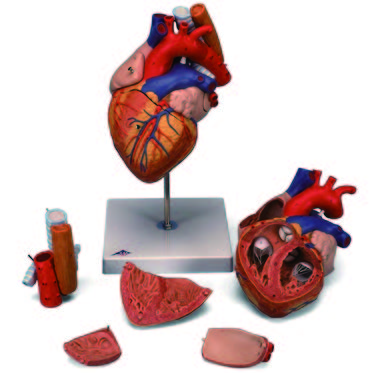 五件式心臟模型(3B)