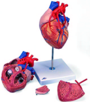 心臟附冠狀動脈模型(3B)