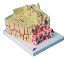 立體骨骼構造模型(3B)