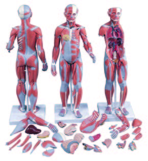 肌肉型人體解剖模型(3B)