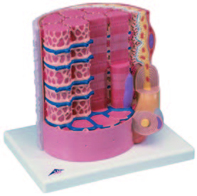 肌肉纖維解剖模型(3B)