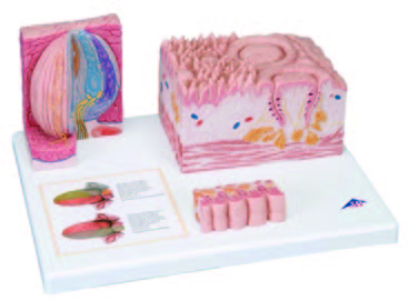 舌頭顯微解剖模型(3B)