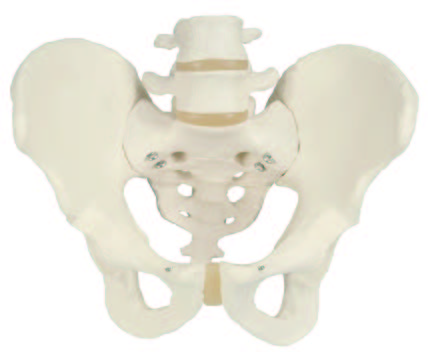 男性骨盆模型(3B)