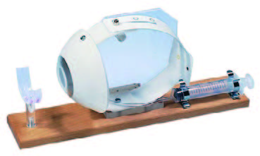 活動型眼睛模型(3B)