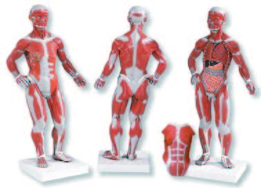 迷你人體肌肉模型(3B)