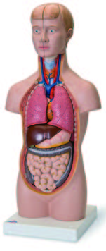 迷你型人體解剖模型(3B)
