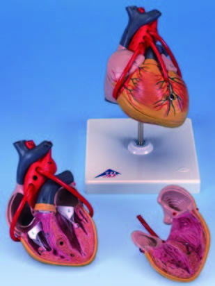 帶血管的心臟模型(3B)