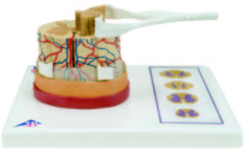 帶神經末梢的脊髓模型(3B)