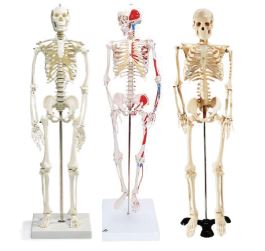 迷你精密人體骨骼模型(
