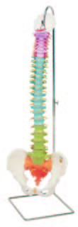 彩色脊椎模型(3B)