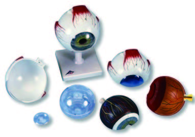 眼球構造模型(3B)