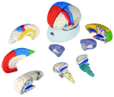 彩色腦神經解剖模型(3B)