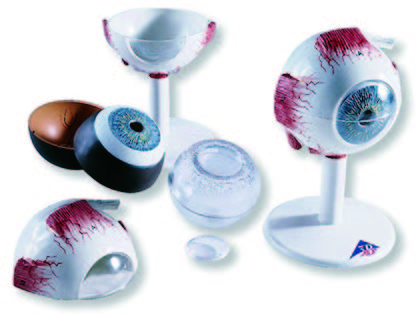 眼球構造模型(3B)