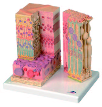 眼睛顯微構造模型(3B)