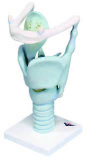 喉部解剖模型(3B)