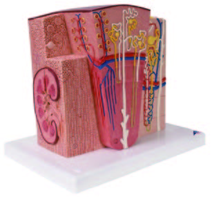 腎臟解剖模型(3B)