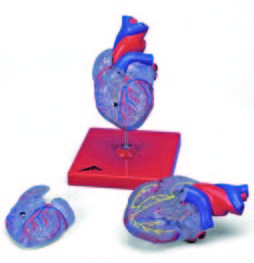 透明心臟模型(3B)